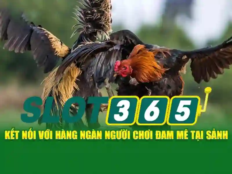 Các trò chơi và nhà cung cấp