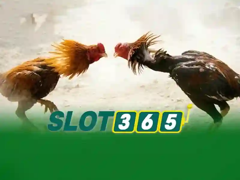 Slot365: Đánh giá và trải nghiệm người chơi