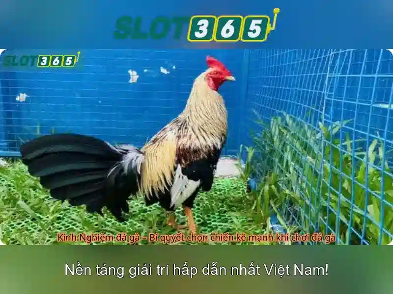 Slot365 – Nền tảng quay số trực tuyến hàng đầu